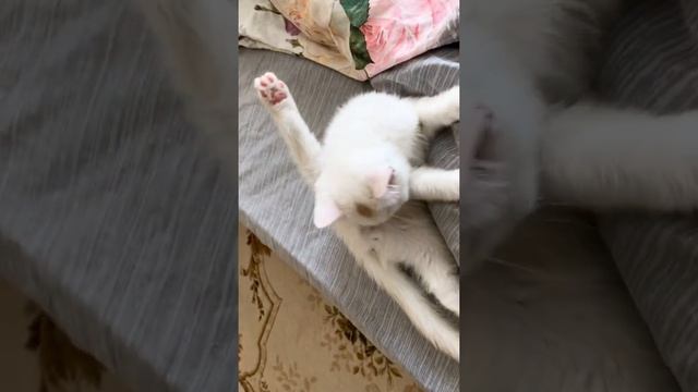 British white kitten ? washing himself. Британский белый котёнок моется. смотреть онлайн