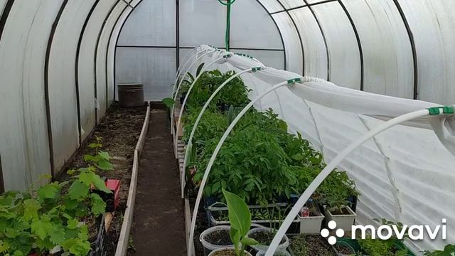 Чудо дивное/Зацвела земляника в апреле/Обзор рассады/Опять обманули/ смотреть онлайн