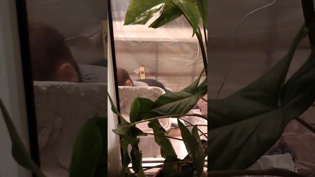 Ремонт! Прикол! смотреть онлайн