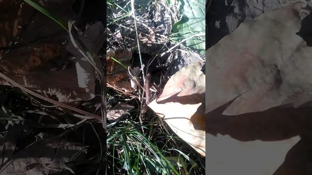 Большой дождевой червь ? #Shorts смотреть онлайн