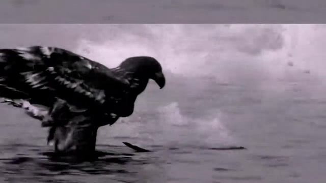 "Альфа" Сергей Сарычев - Орел смотреть онлайн