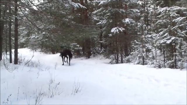 В лунном сиянии смотреть онлайн