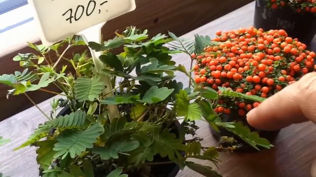 Живая Мимоза смотреть онлайн