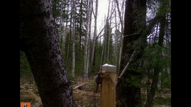 Лось на солонце. Животные глазами фотоловушки. смотреть онлайн