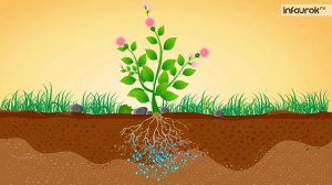 Химический состав растений. Минеральное питание растений | Биология 6 класс #32 | Инфоурок