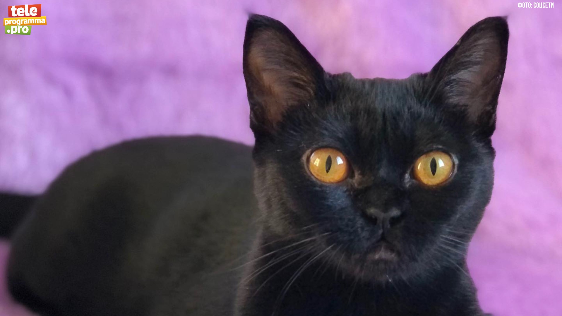 Бомбейские кошки смотреть онлайн