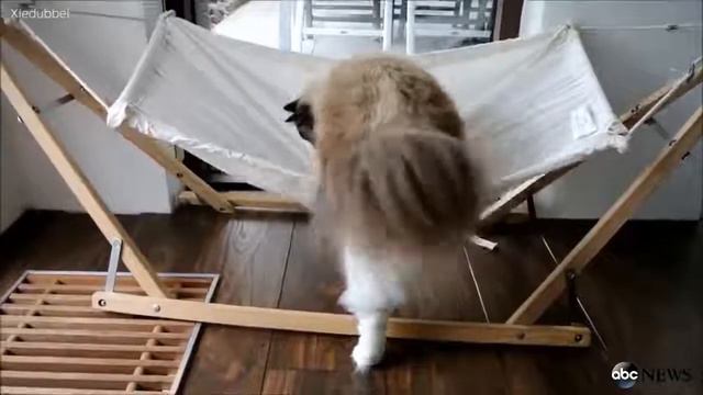 Подарили коту гамак... смотреть онлайн