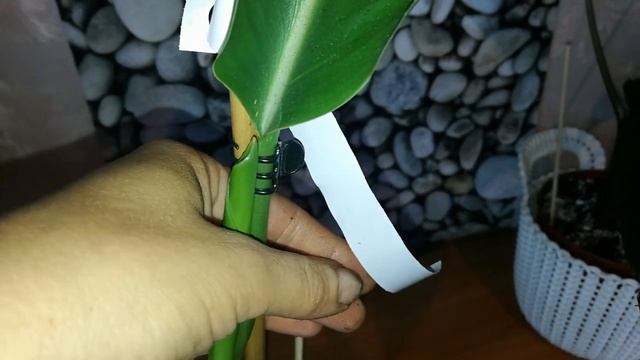 ТАККА, СТРЕЛИЦИЯ, ПОПОЛНЕНИЕ, ДОЛГОЖДАННЫЕ РАСТЕНИЯ. смотреть онлайн