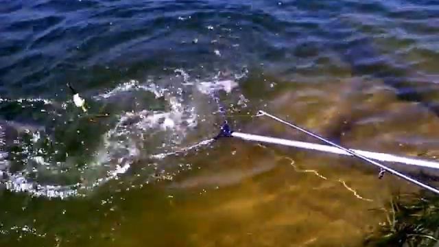 Ловля толстолобика (часть 2) смотреть онлайн