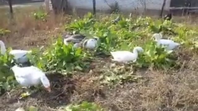 Борьба с хреном или маринуем гуся целиком  :)