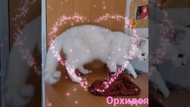 Британская девочка котенок серебристая шиншилла смотреть онлайн