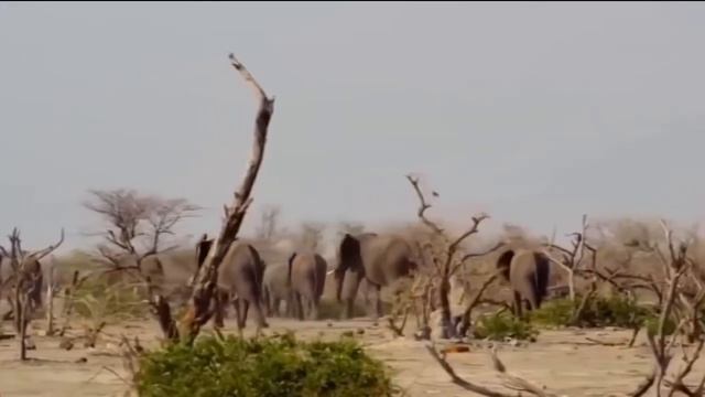 Слоны защищают ребенка от Льва охотиться, но не удалось ─ слон против Льва смотреть онлайн