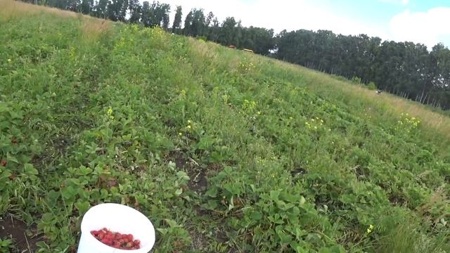 Плодопитомник в Чишмах. Клубничный рай смотреть онлайн