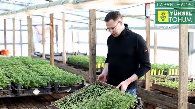 16 февраля. Досветка рассады томата. Немного о препаратах при выращивании рассады томата смотреть онлайн