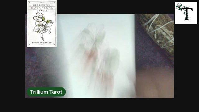 Hedgewitch Botanical Oracle смотреть онлайн