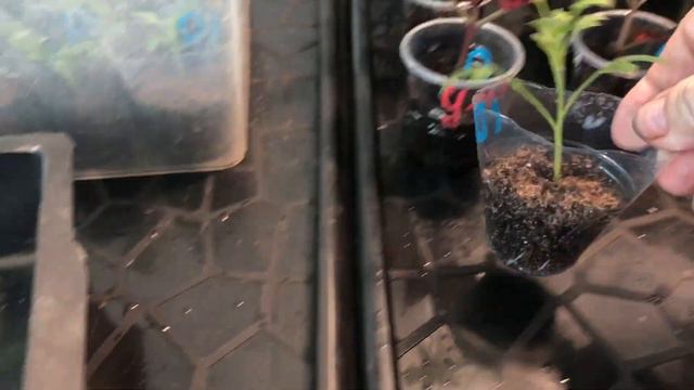 Перестановка в цветочном царстве