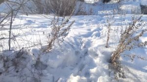 Охота без ружья! Простой метод добычи дичи. Петли, силки