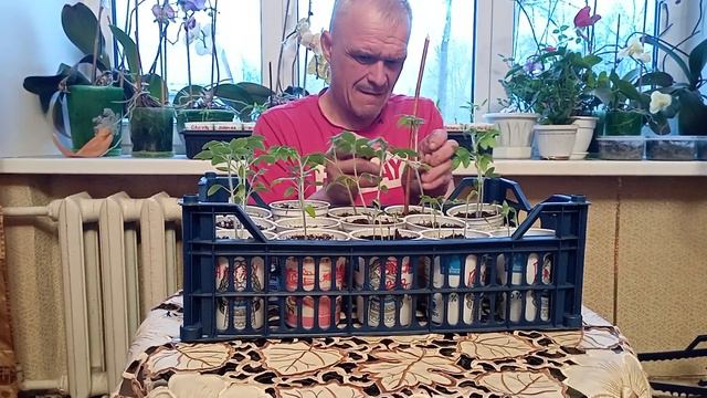 как у мужика растет рассада. смотреть онлайн