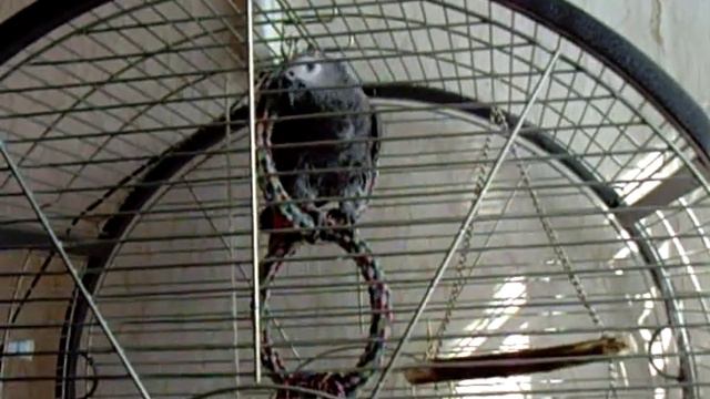 African grey parrot , Хорошее настроение - 2 смотреть онлайн