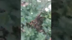 Обзор хризантем Элен Вайт,Алёнка,Солнечко,Гомпи Пурпл,Гомпи Рэд,Москва Белая и др