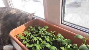 Бабушкин способ коренастой рассады