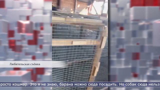 09.11.2023 Содержать бездомных собак в Южно-Сахалинске будет новый подрядчик смотреть онлайн