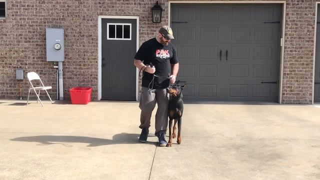 How to teach any dog to stop pulling and walk nicely on a loose leash смотреть онлайн