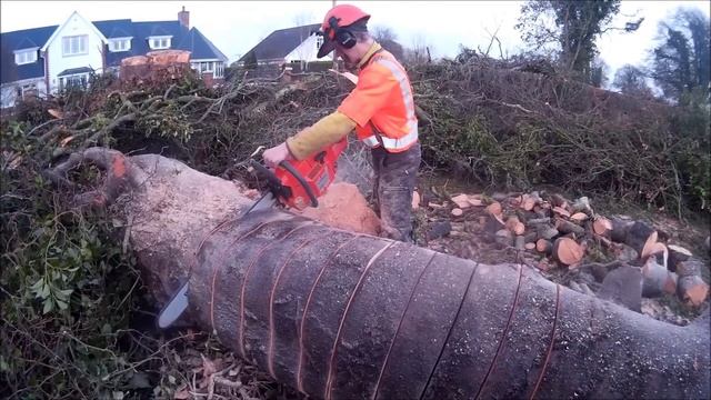 Husqvarna 3120xp In Beech First Few Cuts