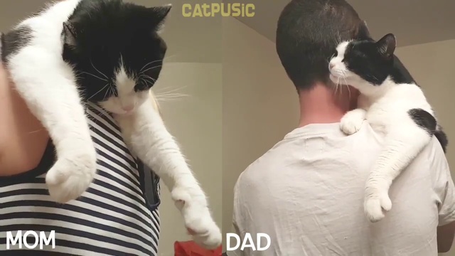 Разное проявление любви у кота, когда он ложится на плечо к маме и папе смотреть онлайн