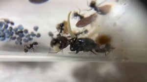 Мессор барбарус. Messor barbarus (красноголовый муравей-жнец). Обзор вида