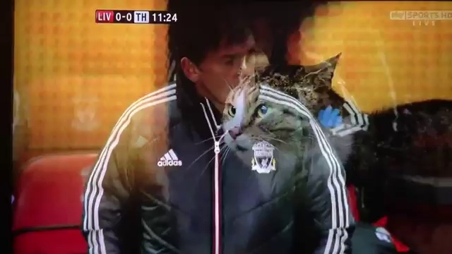 Кот – звезда футбола