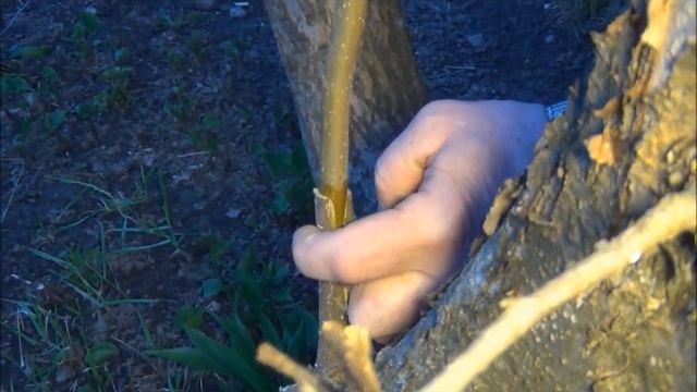 КАК ПРИВИВАТЬ плодовые деревья. ПРОСТОЙ и ДЕЙСТВЕННЫЙ СПОСОБ. МАСТЕР КЛАСС смотреть онлайн