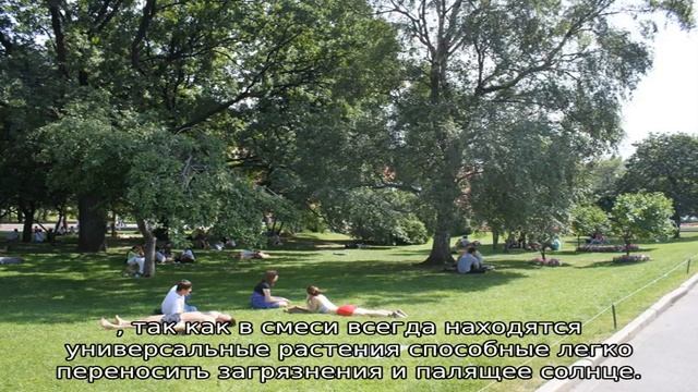 Газон в городе: описание, определение газона на придомовой территории смотреть онлайн