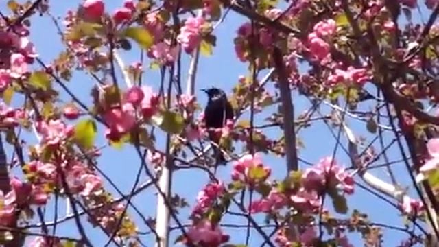 Скворцы имитируют других птиц смотреть онлайн