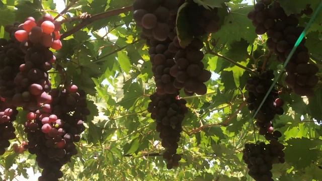 Виноград Изумление.Продажа саженцев и черенков винограда. Тел-098 115 04 16 Анатолій смотреть онлайн