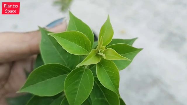 685:- Got New Plants / नए पौधे मिले / Repot Bougainville / Gifted Plants / New Plants / नए पौधे
