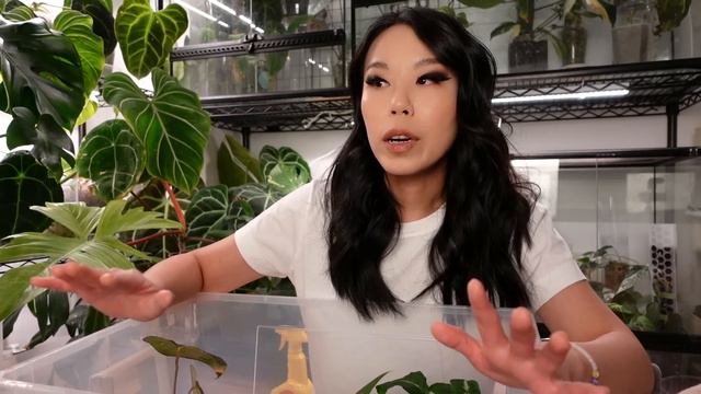 I GOT MY DREAM STRAPPY ANTHURIUM! Tropicals Plants (Equaflor-a) Pop Up Show + Starting Acclimation