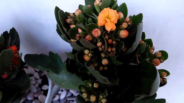 Kecantikan bunga #CocorBebek #Kalanchoe #Caladiva смотреть онлайн