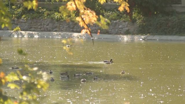 Все О Домашних Животных: Совсем Не Дикие Утки смотреть онлайн
