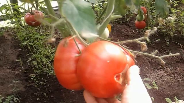 Как вырастить хороший урожай томатов без особого труда и ухода! смотреть онлайн