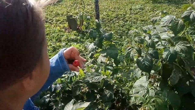 Малина 2018 смотреть онлайн