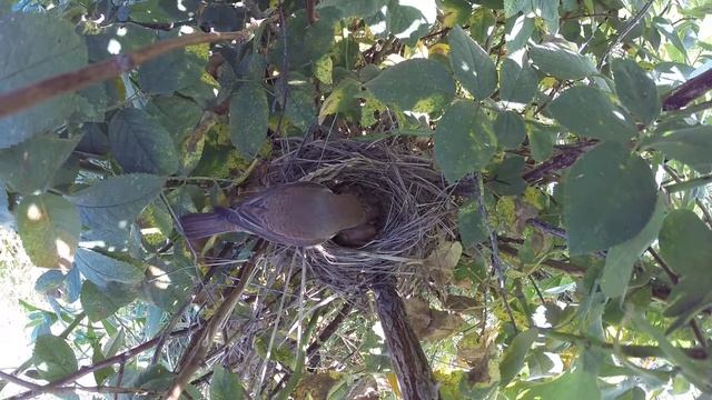 Сорокопут жулан 14 130 у Панкино gp20140727 2 2 ♀ долго скармливает паука, потом садится, потом уле смотреть онлайн