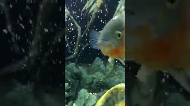 Йодинол для аквариума. смотреть онлайн