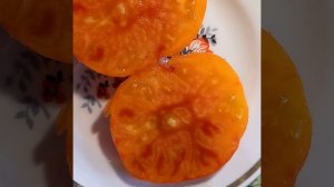 Томат БУРАКЕРСКИЕ ЛЮБИМЦЫ. Коллекционный сорт. Ярославская обл.