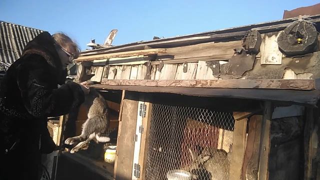 Эксперимент с крольчатами окончен...