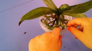 ОРХИДЕЯ белая..пересадка через 1.5 года.