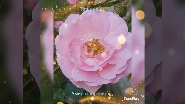 Тишина. Умиротворение смотреть онлайн