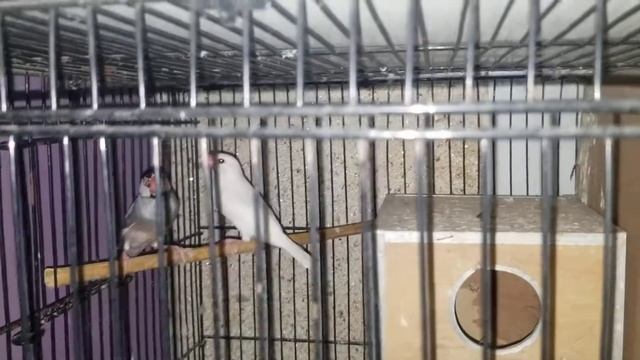 java big setup visit#some java pairs sale#pakistan birds and gardening смотреть онлайн