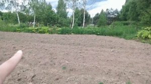 БИЗНЕС ИДЕЯ: Посадка картофеля на продажу.