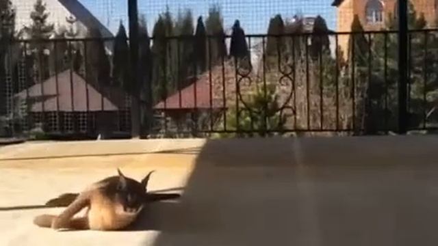 Каракал Рикси и кошка Ника как всегда смотреть онлайн